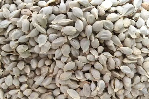 药草铺橘核药草图集
