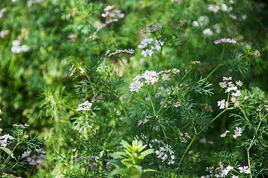 药草铺芫荽子药草图集