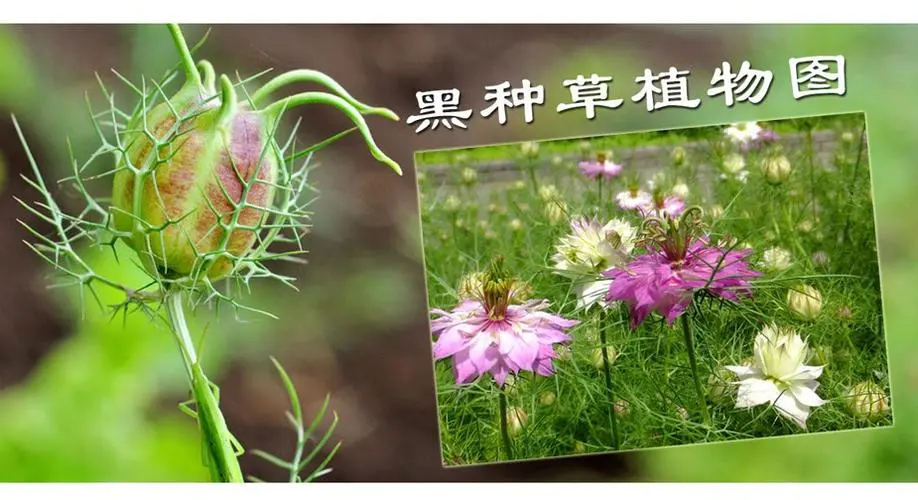 药草铺黑种草子药草图集