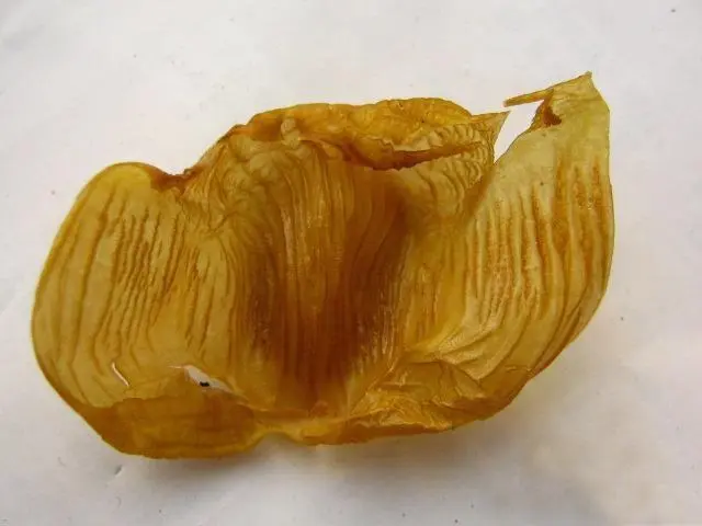 药草铺鸡内金药草图集