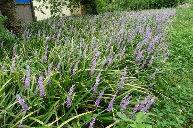 药草铺山麦冬药草图集