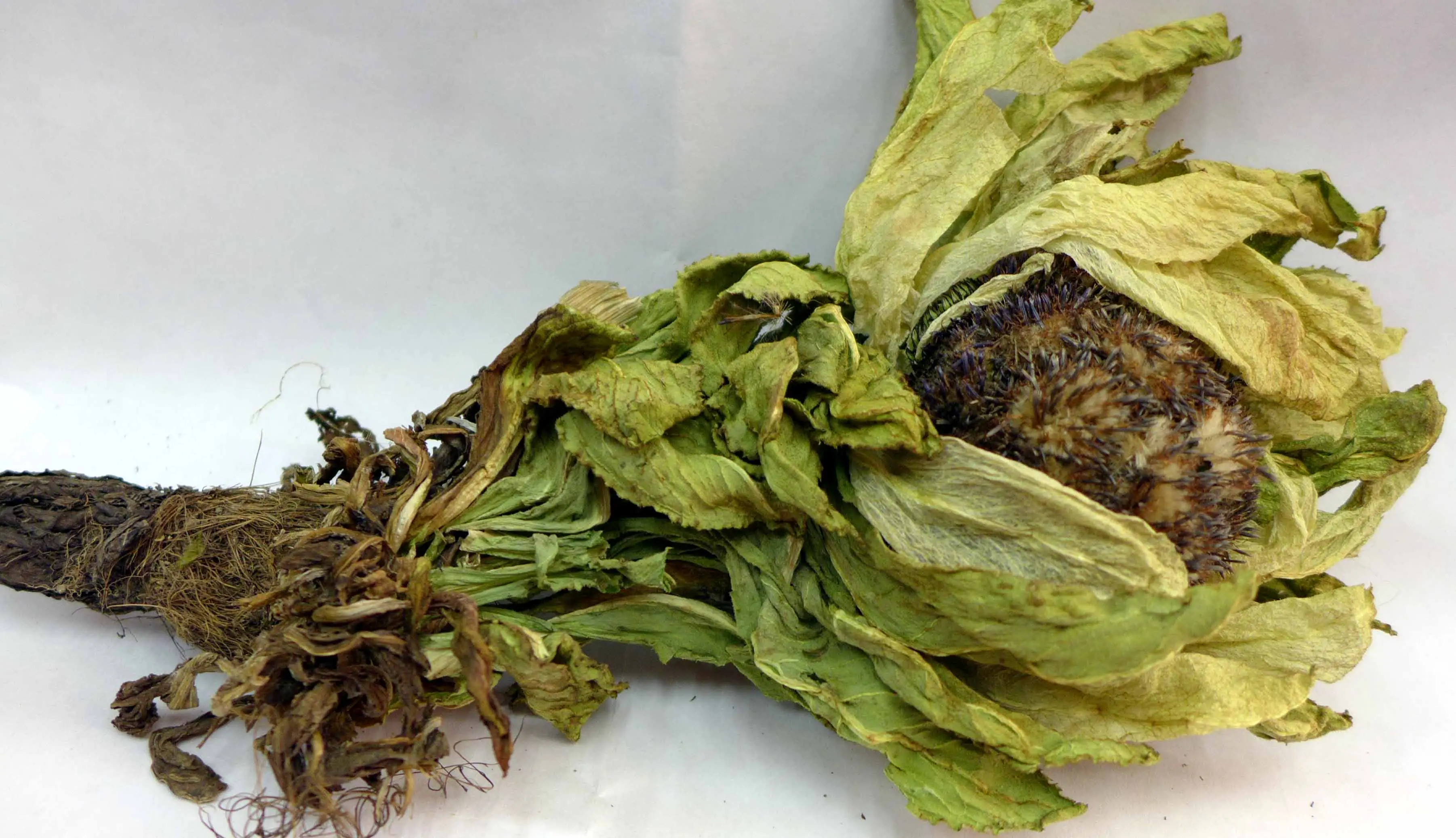 药草铺天山雪莲药草图集