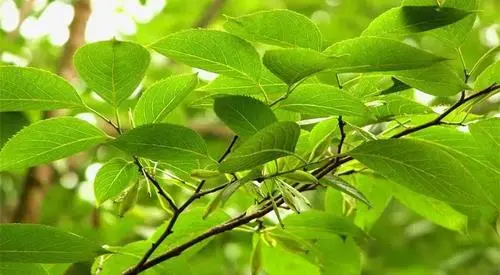 药草铺杜仲叶药草图集