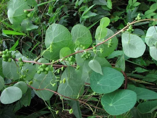 药草铺白药子药草图集