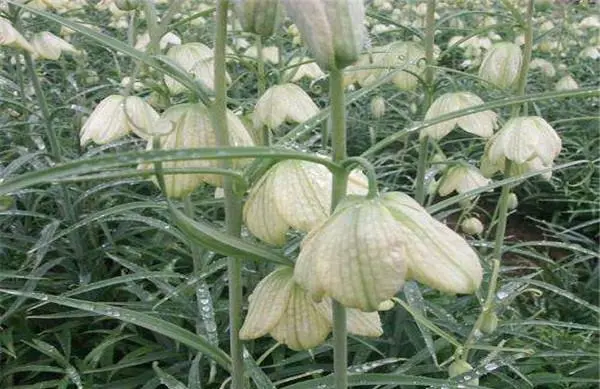 药草铺土贝母药草图集