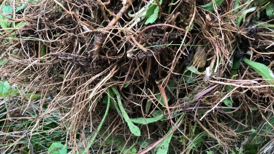 药草铺灯盏细辛药草图集