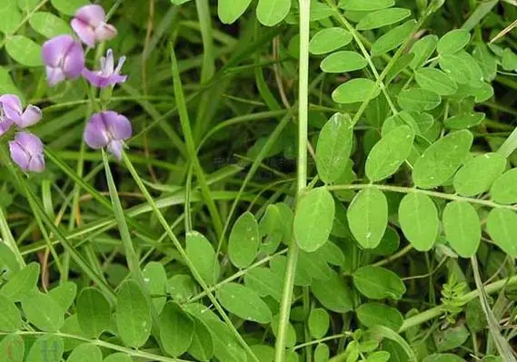 药草铺沙苑子药草图集