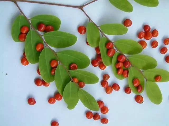 药草铺相思子药草图集