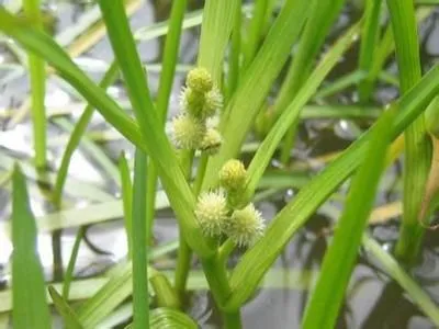 药草铺三棱药草图集