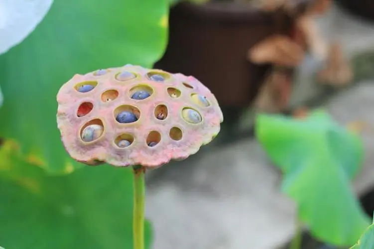 药草铺莲房药草图集