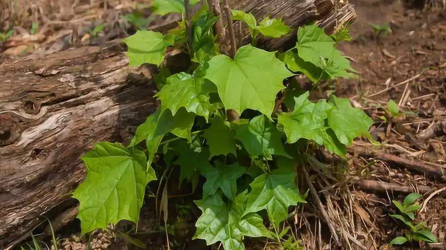 药草铺八角枫药草图集