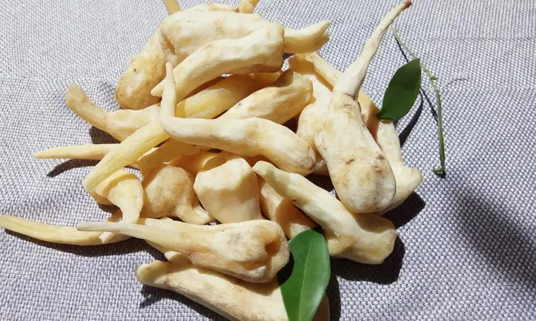 药草铺峨参药草图集