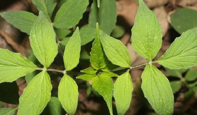 药草铺岩参药草图集