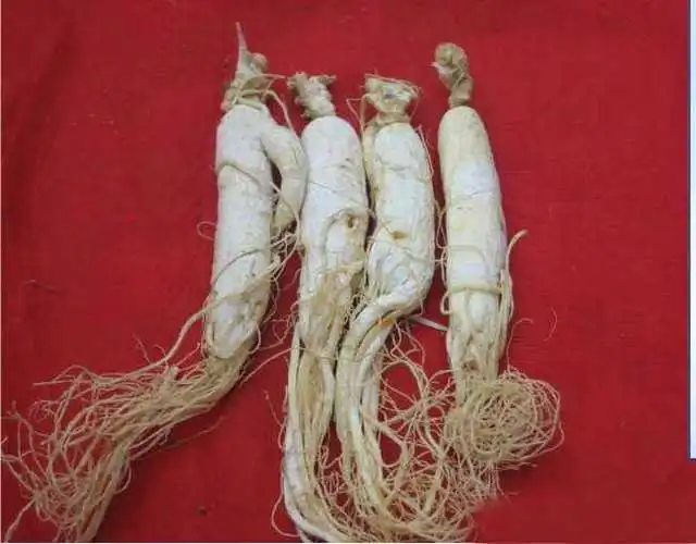 药草铺太白参药草图集