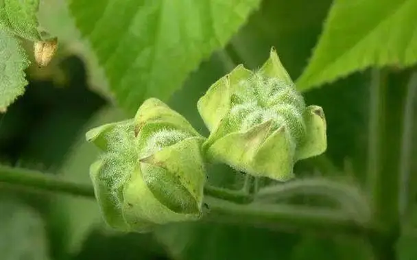 药草铺冬葵子药草图集