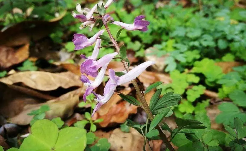 药草铺夏天无药草图集