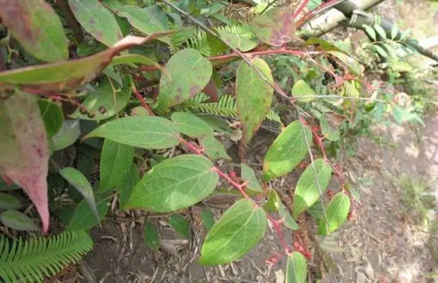药草铺透骨香药草图集