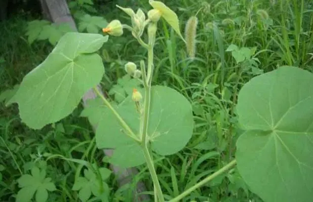 药草铺冬葵子药草图集