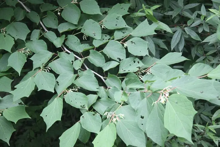 药草铺八角枫药草图集
