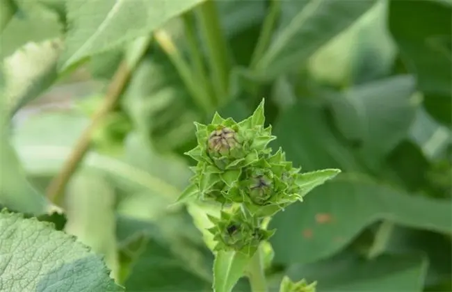 药草铺土木香药草图集