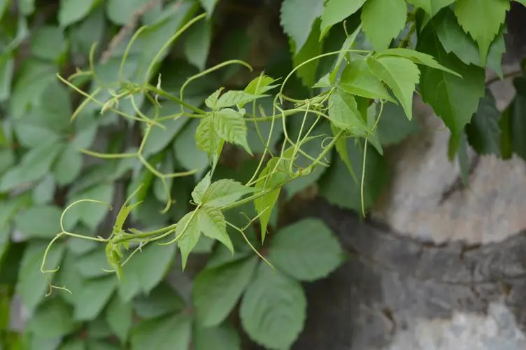 药草铺爬山虎药草图集