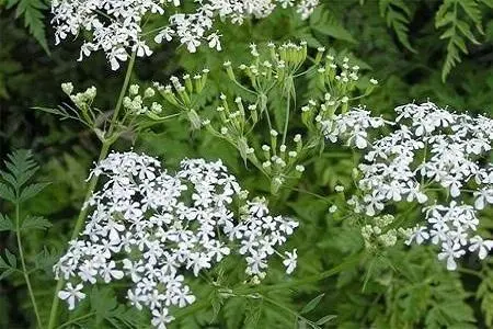 药草铺峨参药草图集