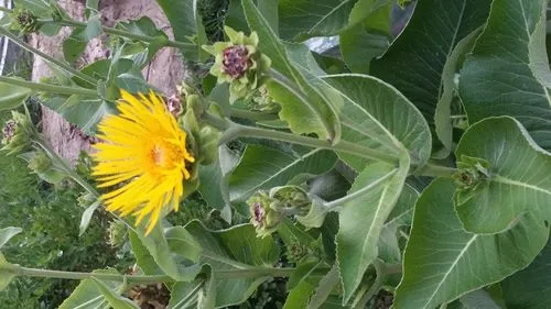 药草铺土木香药草图集