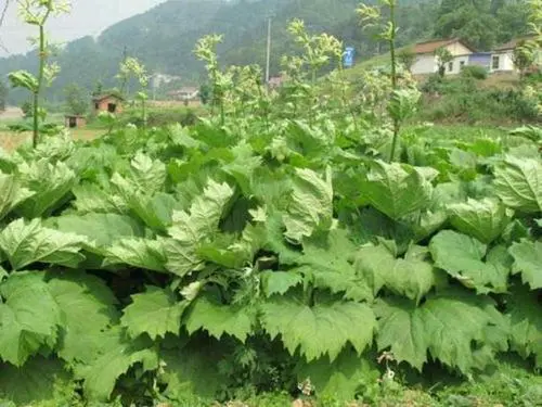 药草铺大黄药草图集