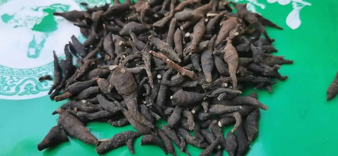 药草铺两头尖药草图集