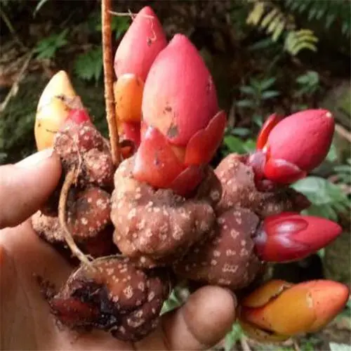 药草铺寄生黄药草图集