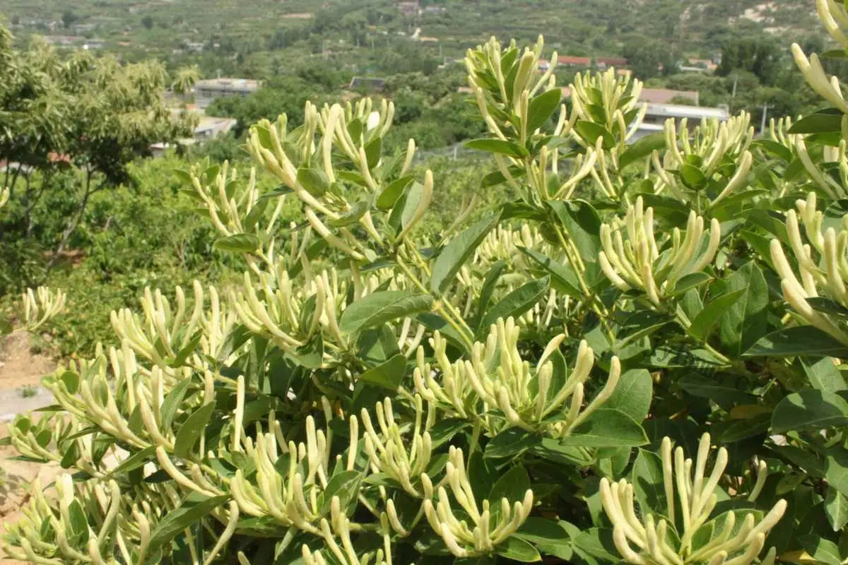药草铺金银花药草图集