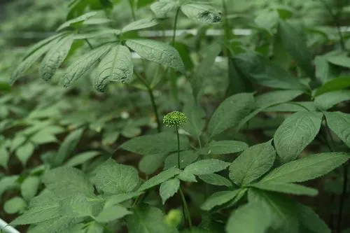 药草铺三七药草图集
