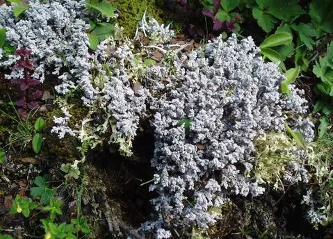 药草铺白石花药草图集