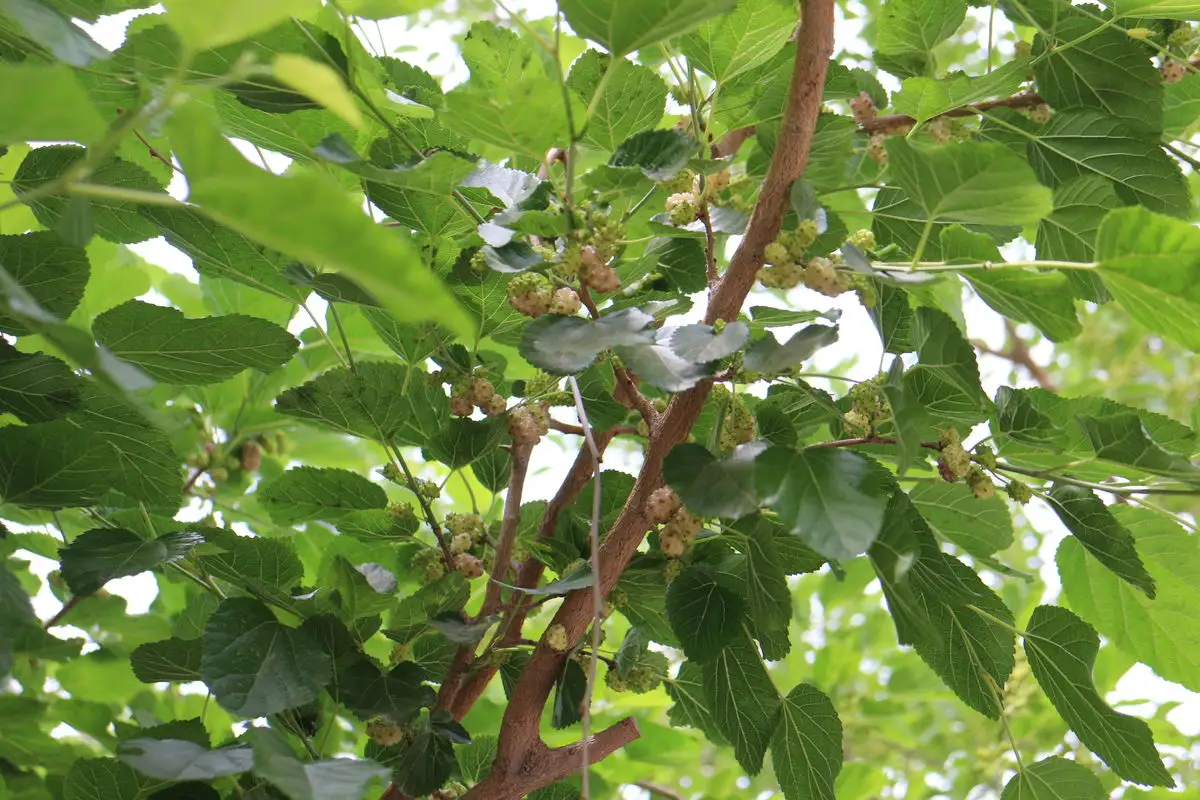 药草铺桑枝药草图集