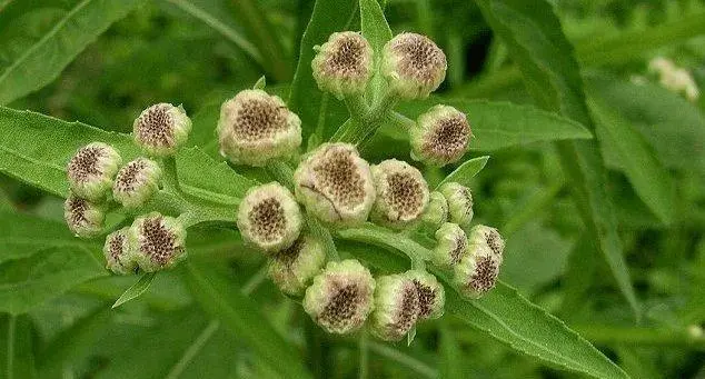 药草铺六棱菊药草图集