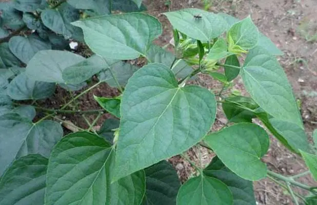 药草铺臭梧桐药草图集