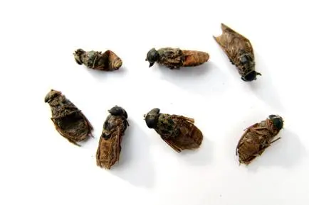 药草铺虻虫药草图集