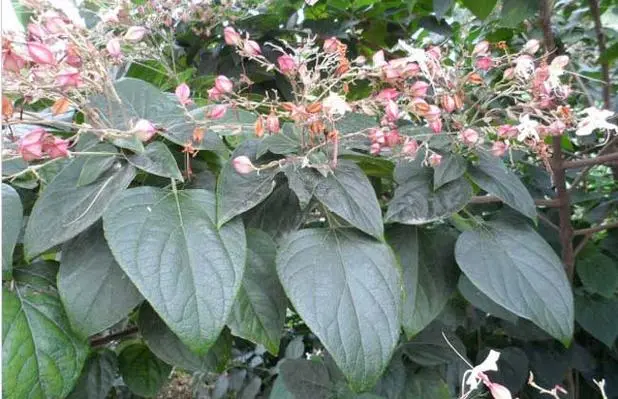 药草铺臭梧桐药草图集