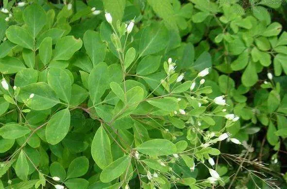 药草铺岩椒草药草图集