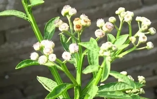 药草铺六棱菊药草图集