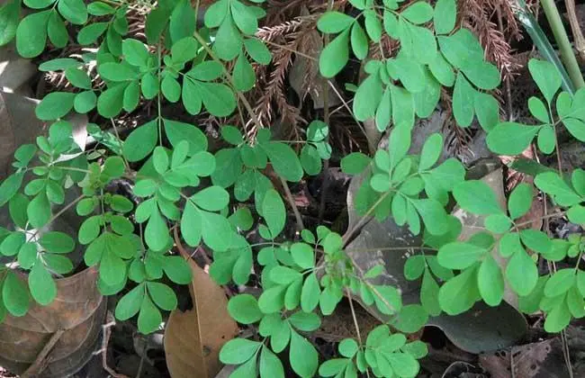 药草铺岩椒草药草图集