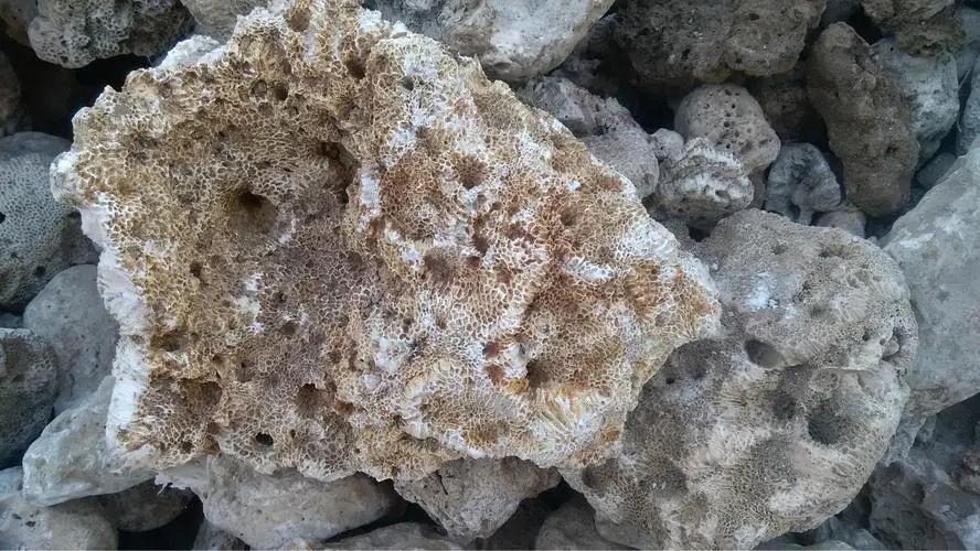 药草铺海浮石药草图集